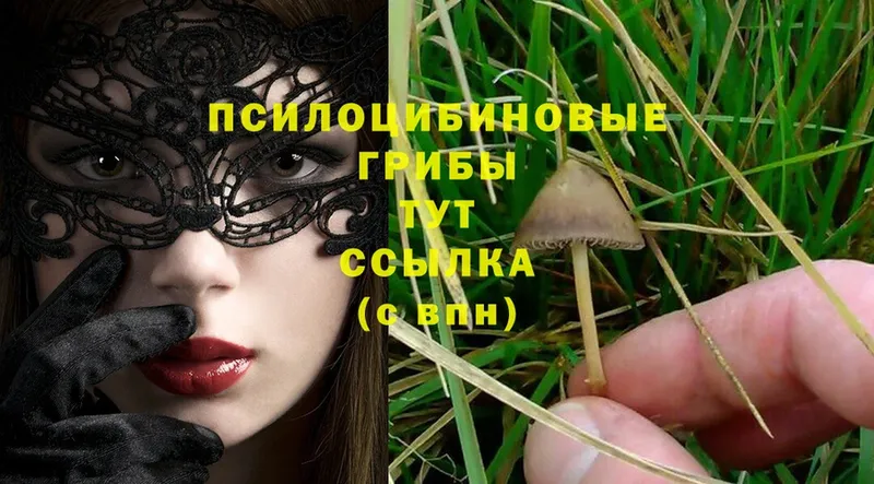 Псилоцибиновые грибы Psilocybe  Балтийск 